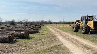 Exciting day of walnut logging