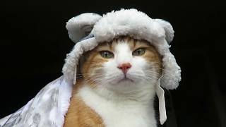 Cat Wears Winter Hat