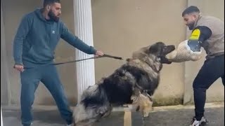 Major - Puppy/Young Adult Caucasian Shepherd Bite Work Protection Guarding Training.