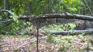 Bigfoot Habitat Distroyed at Salt Fork