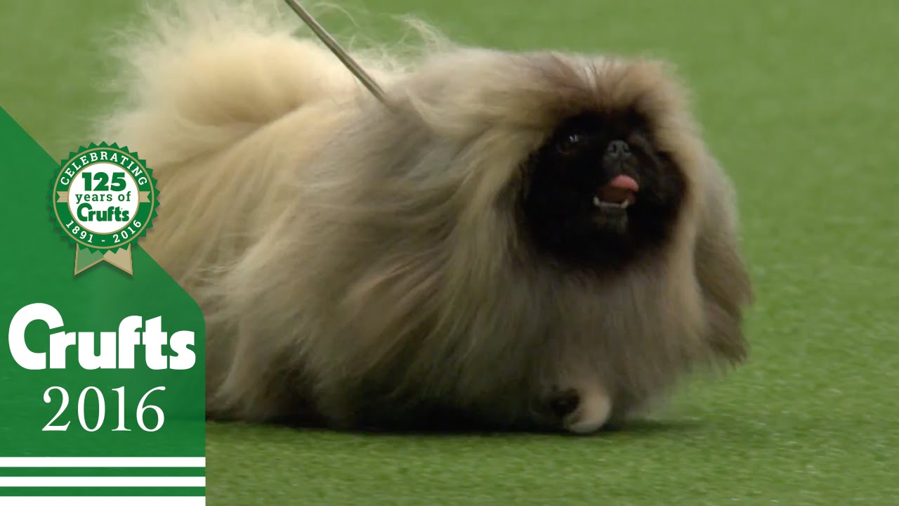 Toy Group Winner Interview | Crufts 