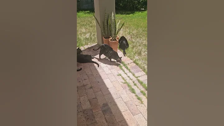 Watch the video about Hunters gather #tabbycat #cute #outsidecat #siamese #camouflage #blackcat #cutecats #hunting