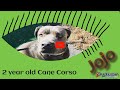 2 yr Cane Corso (Jojo) | Learning Heel | Best Wilmington Delaware Dog Trainers 2 yr Cane Corso (Jojo) | Learning Heel | Best Wilmington Delaware Dog Trainers