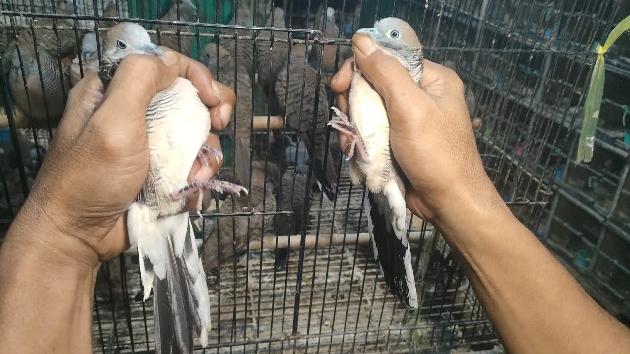 PERKUTUT RB YANG SEPERTI INI SUARA NYA KUNG KUNG 