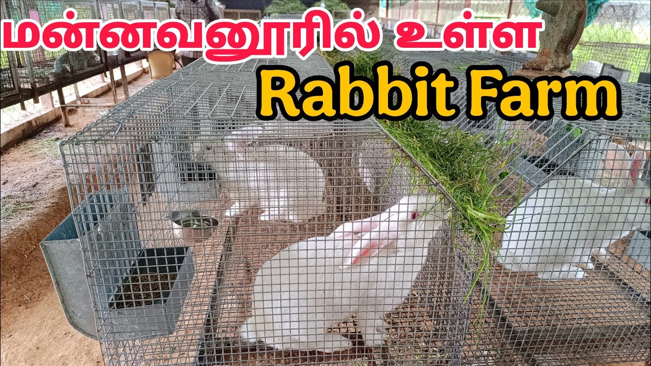 மன்னவனூரில் உள்ள முயல் பண்ணைக்கு பயிற்சிக்காக போன அனுபவம்🐰🐇