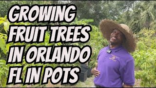 Growing Mango Trees In Orlando Florida In Pots