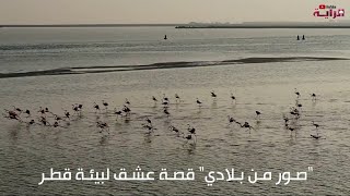 صور من بلادي .. قصة عشق لبيئة قطر
