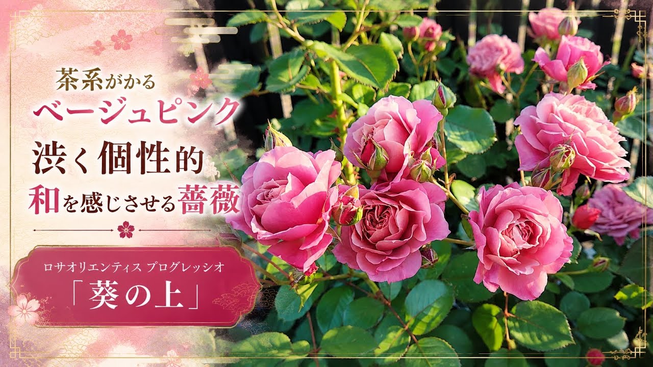 ロサオリエンティスプログレッシオ『葵の上』～和を感じさせるベージュ