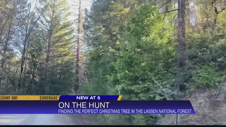 How to cut down your Christmas tree in the Lassen National Forest