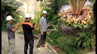 Cây vạn tuế “đẻ” 400 “trứng vàng” sắp vào tay đại gia với giá “khủng” [Tin mới Người Nổi Tiếng]