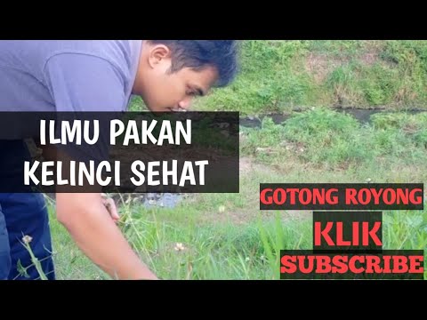 Video: Kelinci (tanaman) - Khasiat Dan Kegunaan Yang Berguna. Sapu Bunga Matahari