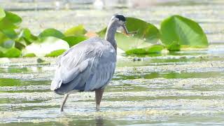 Heron Snatching A Fish
