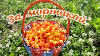 За морошкой  Вытегорский район)))