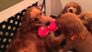 Journey Plays with 6 Pups by Ellen Welk 1,371 views 8 years ago 2 minutes, 11 seconds