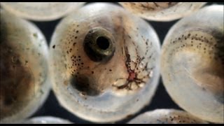 Fish hatching from eggs (under the microscope)