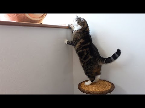 完成した猫階段とねこ。-The stairs for cats have been completed.-