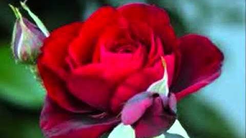 Fresa salvaje - Interrogación.wmv