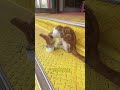 Ancient Cat Grooming Secrets for Healthier Felines