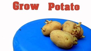 How to Grow Potato in Field With Update / आलु कैसे उगाए  / Care & Tips // Mammal Bonsai