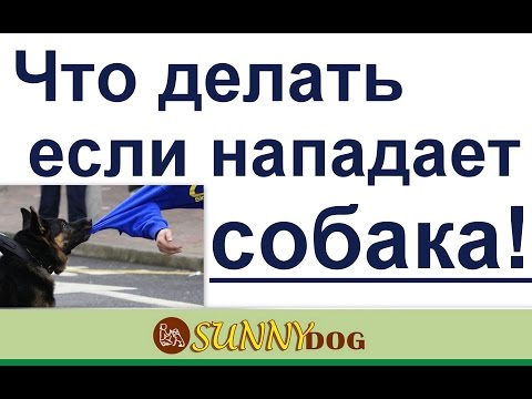 если нападает собака что делать