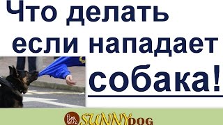 если нападает собака что делать если нападает собака что делать