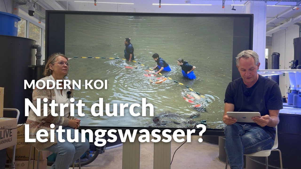 Braucht Leitungswasser für den Koiteich einen Wasseraufbereiter? | Modern Koi Blog #8360