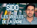 Sido et les vrilles de la vigne  rsum