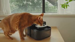 FEELNEEDY Wireless Pet Fountain | Fresh Water, No Filters, Waste-Free