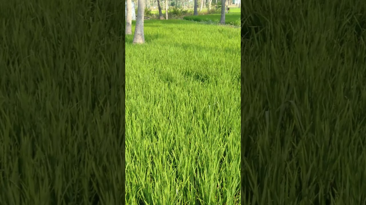 green grass || green nature || green tree ||world photos and videos by pjss || 