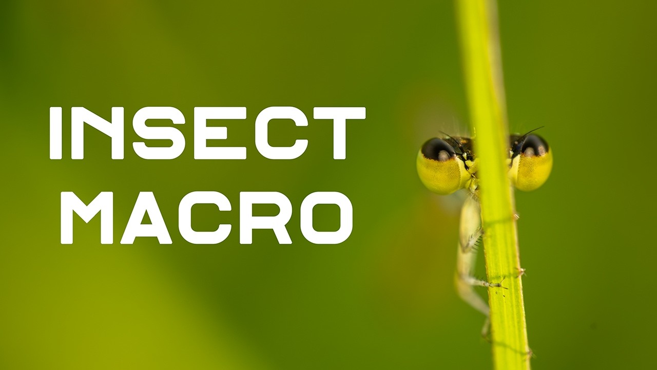 New Lens: A Bug's Eye View