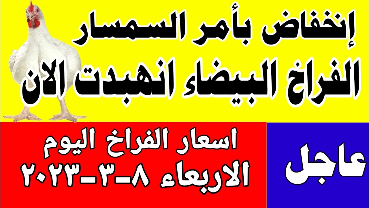 اسعار الفراخ البيضاء اليوم | سعر الفراخ البيضاء اليوم الاربعاء 2023/3/8 في مصر اسعار الفراخ البيضاء اليوم | سعر الفراخ البيضاء اليوم الاربعاء 2023/3/8 في مصر