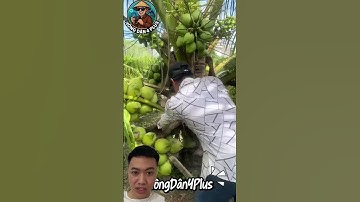 Giống Dừa Xiêm Xanh Lùn Siêu Trái