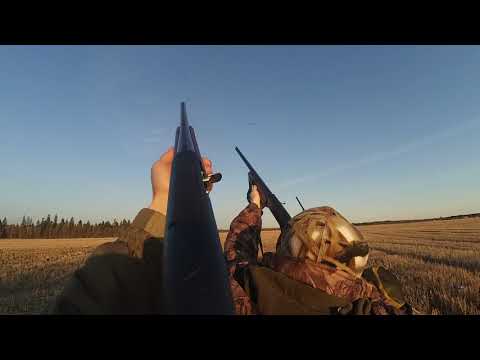Гусь. Весна в Ленинградской области!