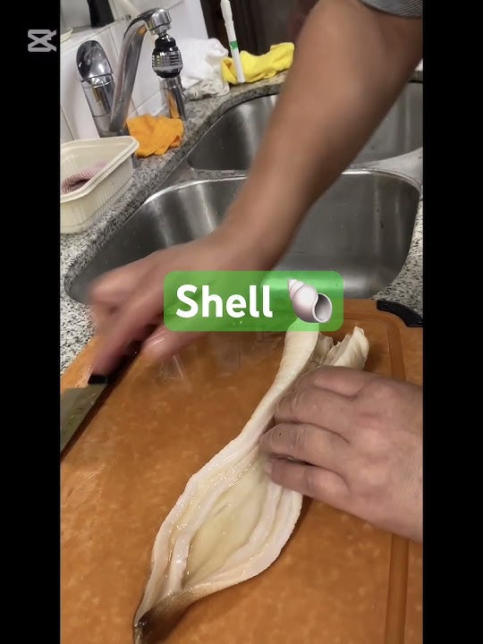 What kind of shell 🐚