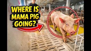 Where Is Mama Pig Going 🐷