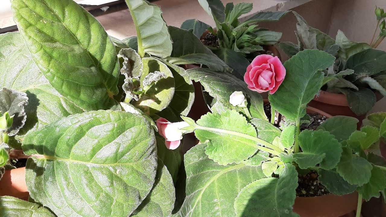 #GLAKSONYA#BARDAK#MENEKŞEM TOHUM OLDU Tohumları Ekelim🪴👩‍🌾