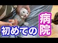 猫の子育て30 子猫を初めて病院に連れて行ったら