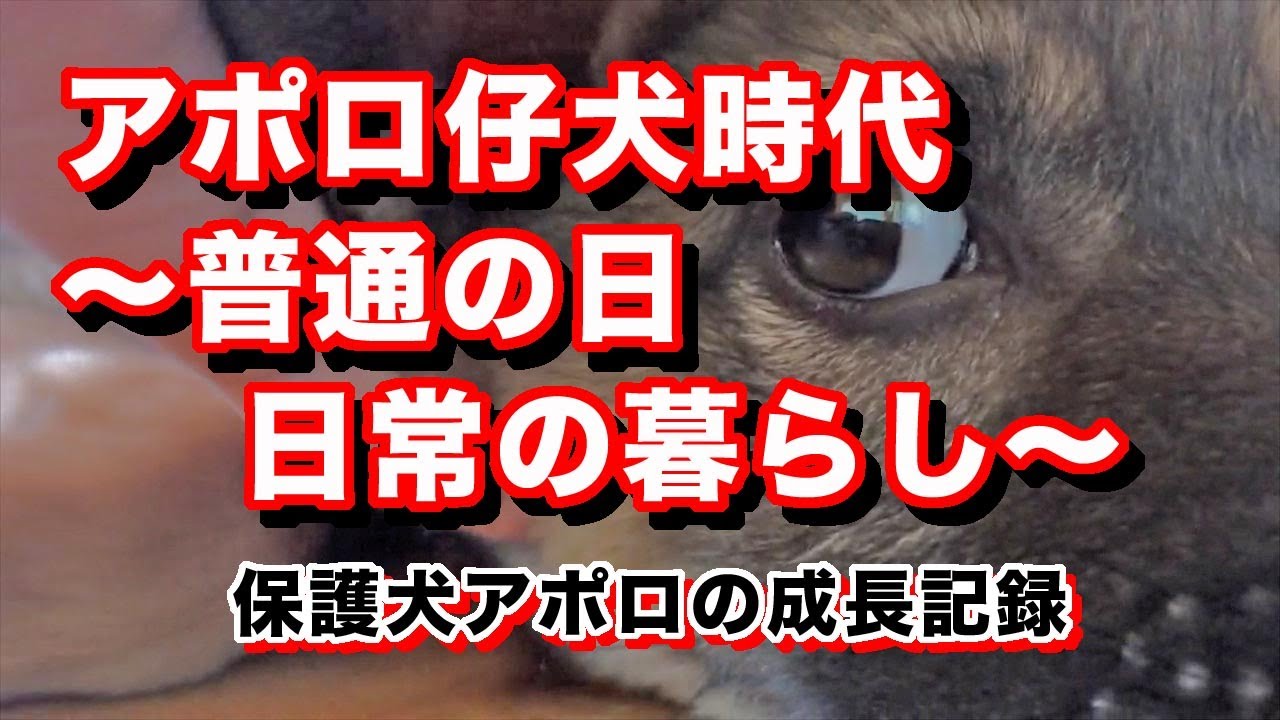 Ep2 保護犬アポロの日常 保護犬アポロの成長の日々 Youtube Ep2 保護犬アポロの日常 保護犬アポロの成長の日々 Youtube