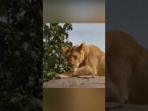 La leona subestimó al leopardo… ¡y se equivocó!