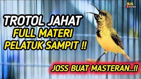 SOGON TROTOL GACOR DOR FULL MATERI PELATUK SAMPIT ROLL NEMBAK KASAR !! COCOK UNTUK MASTERAN SOGON2