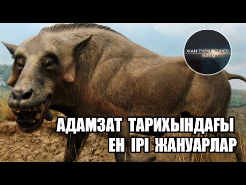 Бейне: Ең ірі жануарлар қандай?