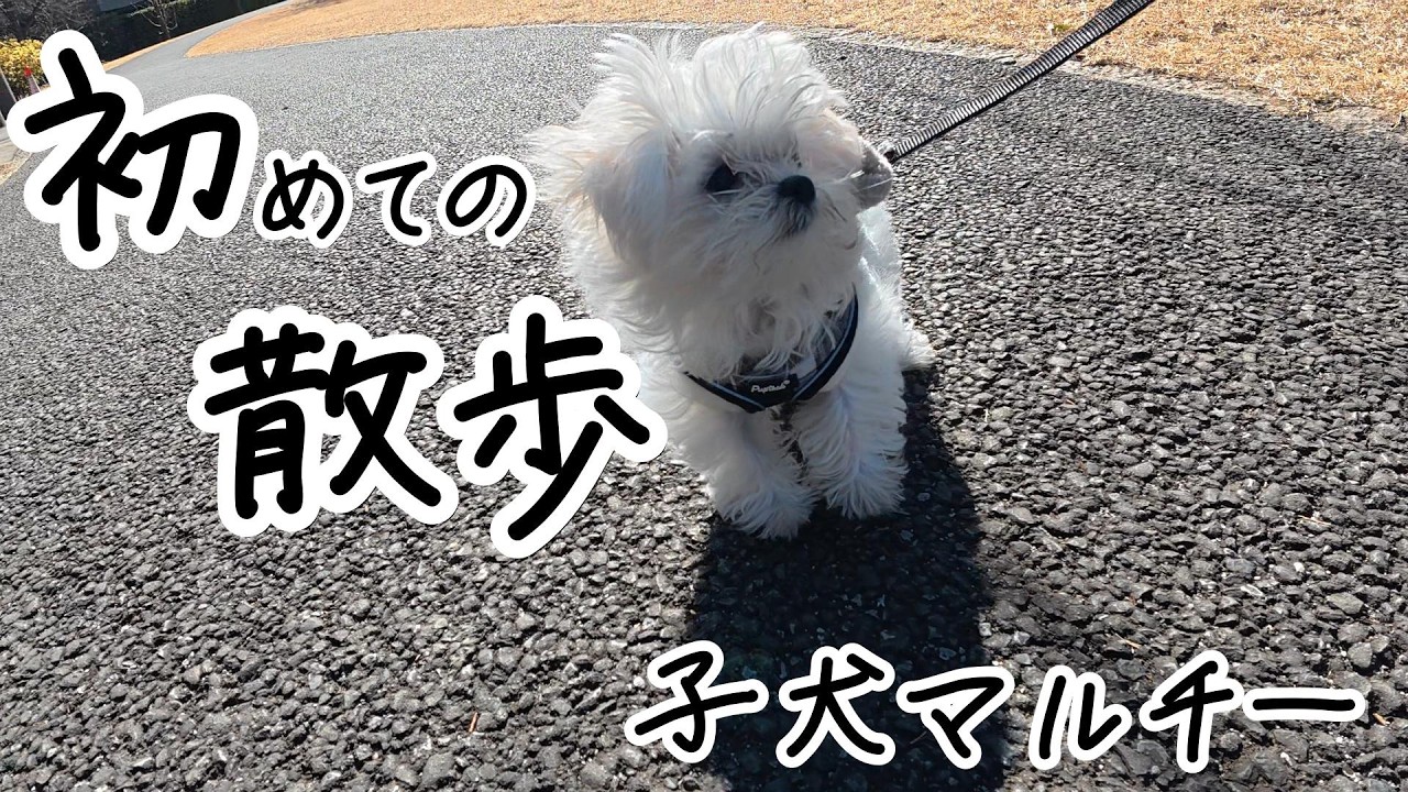 【子犬】赤ちゃんマルチー初めてのお散歩デビュー！！