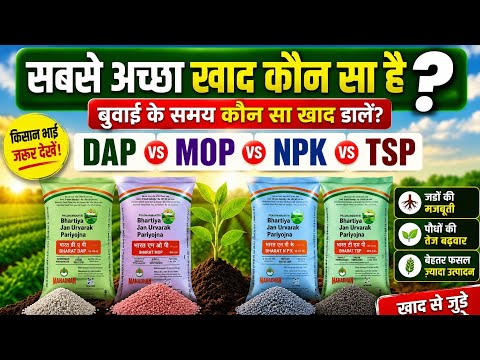 DAP, NPK, SSP, TSP कि MOP ? सबसे ताकतवर खाद कवन बा ? आजे जान लीं—कवन खाद कब डाले से फसल होई जबरदस्त 