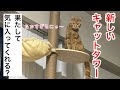 新しいキャットタワーに登ってくれるのか？　突っ張りタイプ　猫用ハンモック　マンチカン　足長マンチカン　プーコちゃんねる　メス　女の子　1才