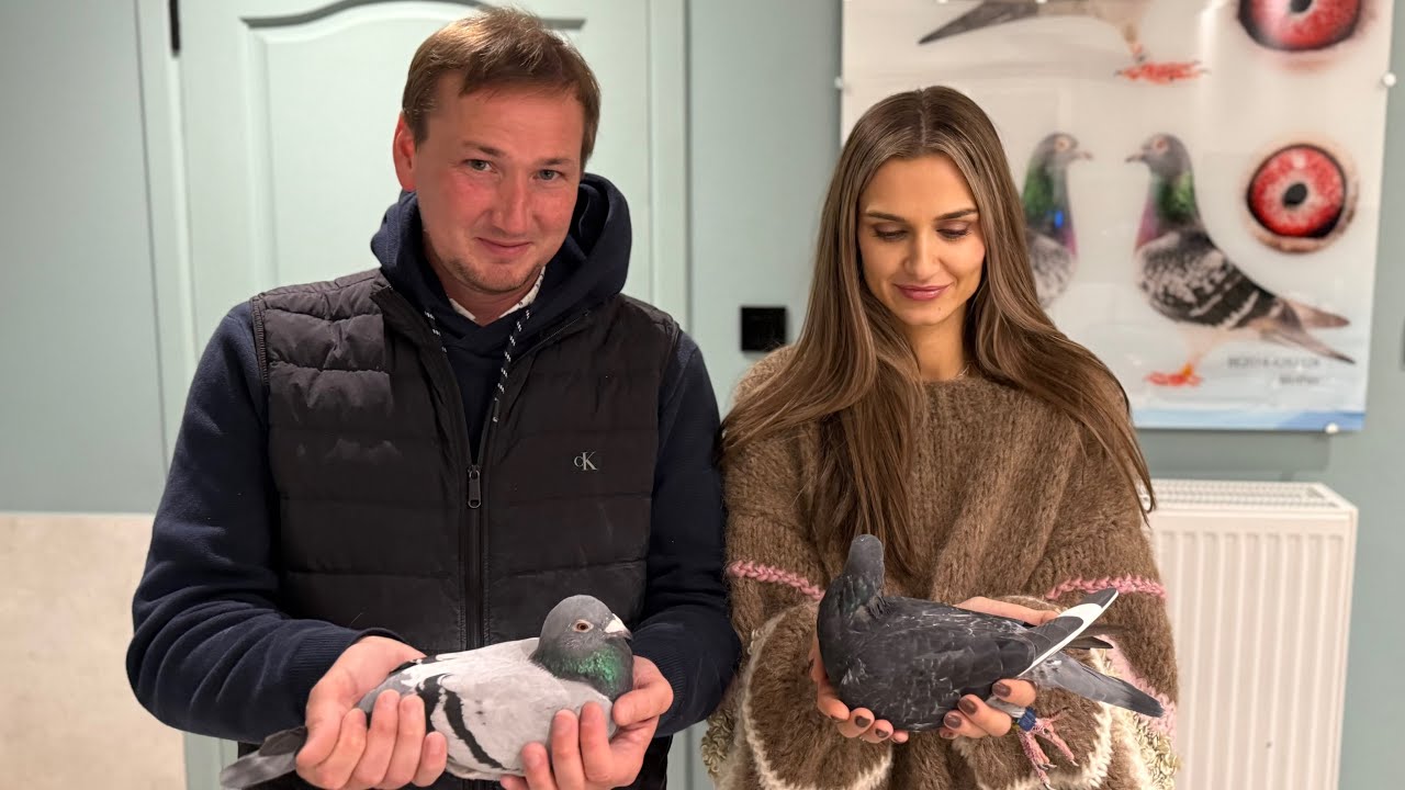 Tom van Gaver- kto stoi za kradzieżą jego gołębi? Jakie są jego plany hodowlane?