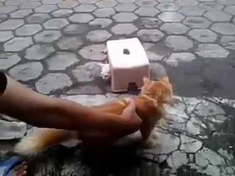 Kucing yang akur(kucing anggora vs kucing liar)
