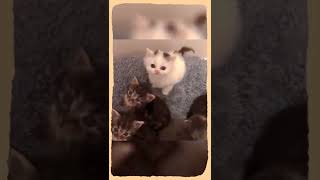 Cute animal_s funny #shorts #shortvideo ✅ #viralvideo #trending #funny #animals #tiktok #cat✅