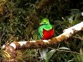 Amazing quetzal at Monteverde - Costa Rica