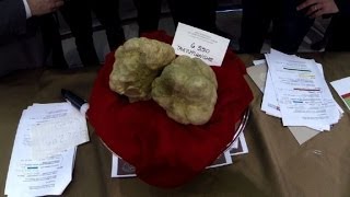 Trufas Blancas Más Caras Que El Oro