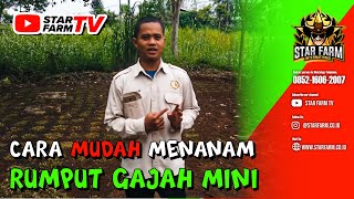 Bibit Rumput Odot Satuan - Star Farm